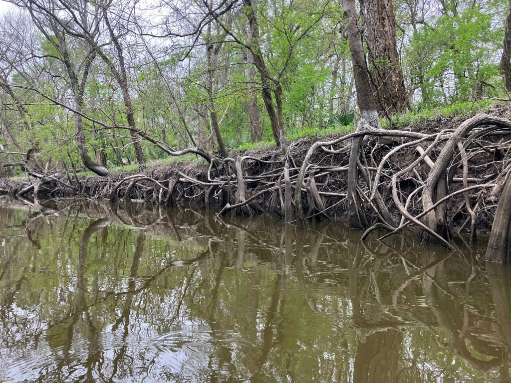 Scenery Paddle Kayak Picketts Bayou Trinity, The Cutoff