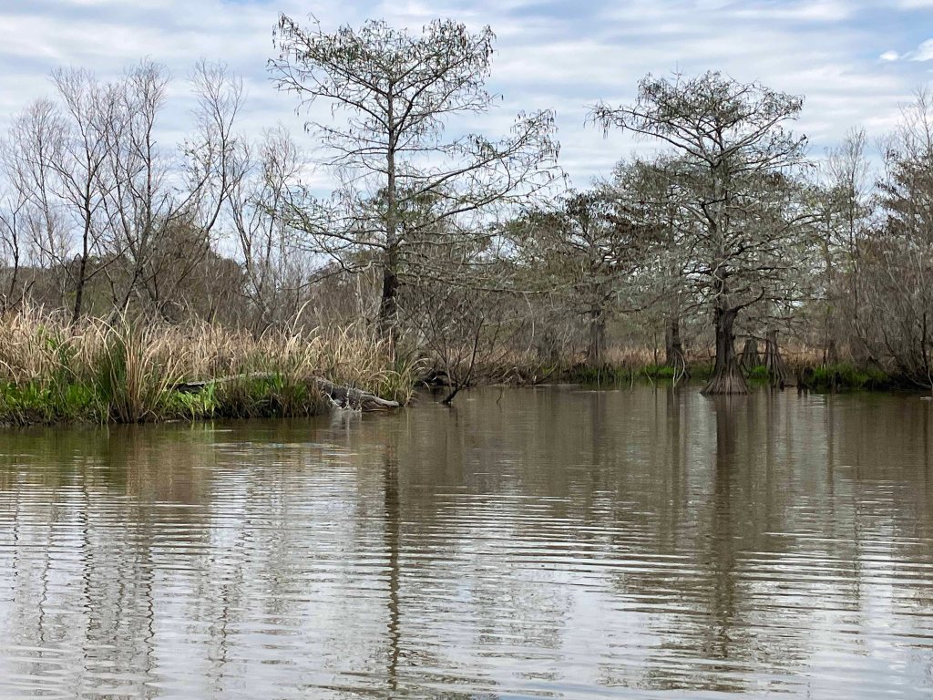 Alligator Splash Scenery Paddle Kayak John Wiggins Bayou, Hugo Point Park, Lost River