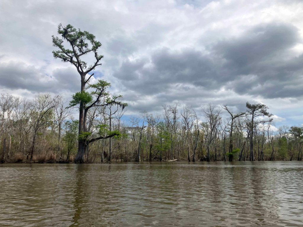 Scenery Paddle Kayak Sabine Island WMA Nibletts Bluff