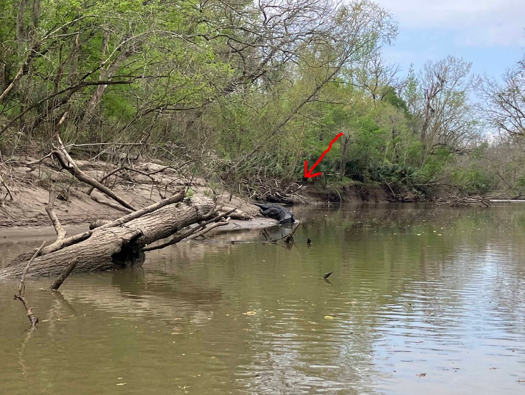 Alligator Scenery Paddle Kayak Picketts Bayou Trinity, The Cutoff