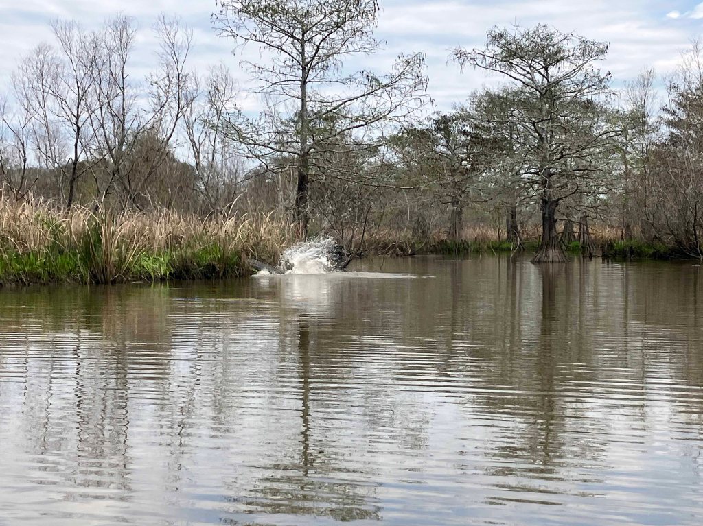 Alligator Splash Paddle Kayak John Wiggins Bayou, Hugo Point Park, Lost River