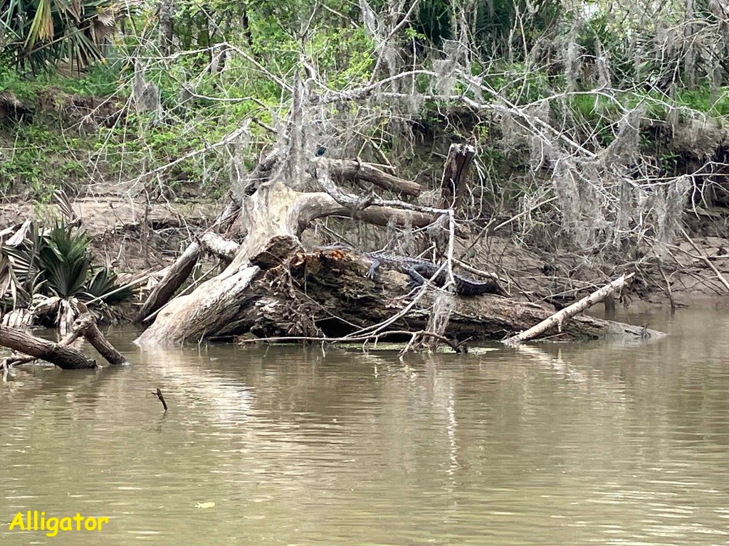 Alligator Scenery Paddle Kayak Picketts Bayou Trinity, The Cutoff