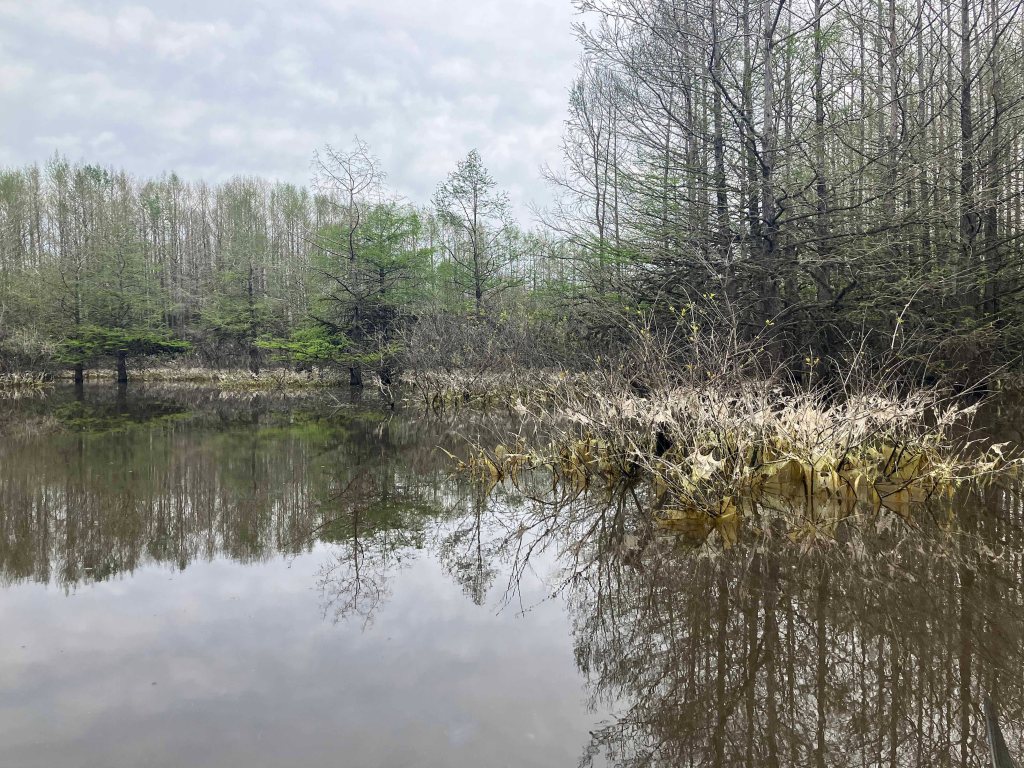 Scenery Paddle Kayak Felsenthal NWR Arkansas