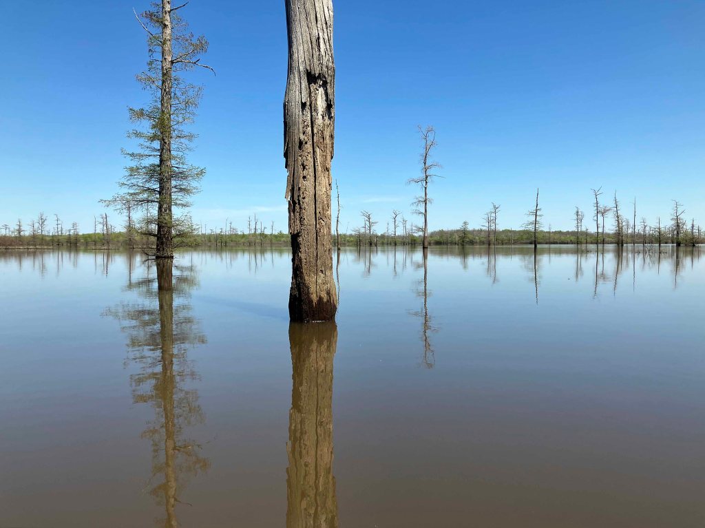 Scenery Paddle Kayak Felsenthal NWR Arkansas