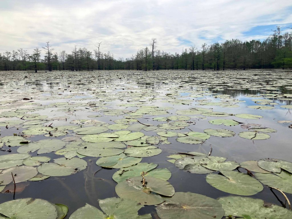 Scenery Paddle Kayak Felsenthal NWR Arkansas