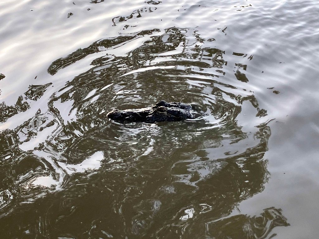 Kayak Paddle Scenery Picture Indian Bayou Atchafalaya Basin B