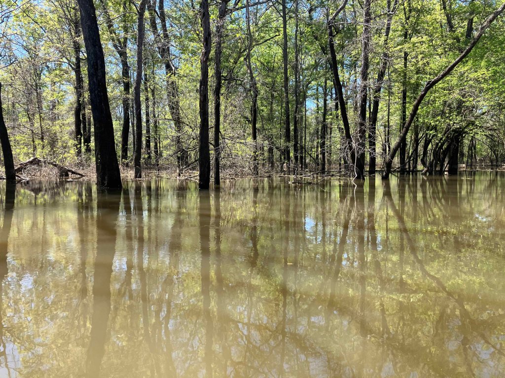 Scenery Paddle Kayak Felsenthal NWR Arkansas