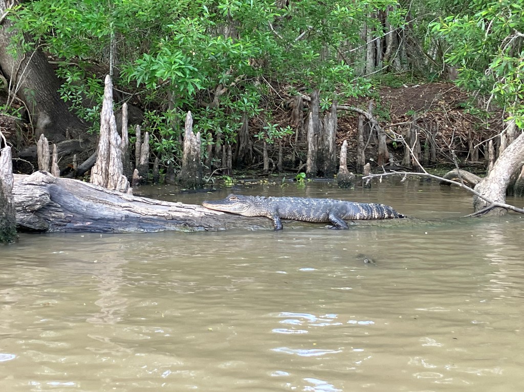 Kayak Paddle Scenery Lake Fausse Point Louisiana