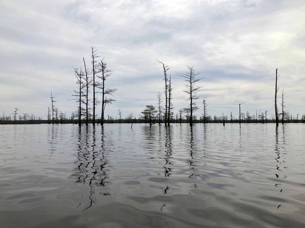 Scenery Paddle Kayak Felsenthal NWR Arkansas