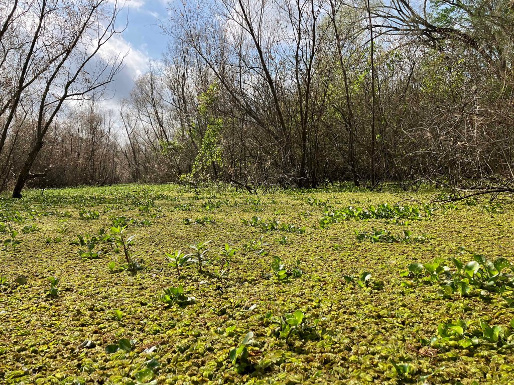 Kayak Paddle Scenery Picture Indian Bayou Atchafalaya Basin A