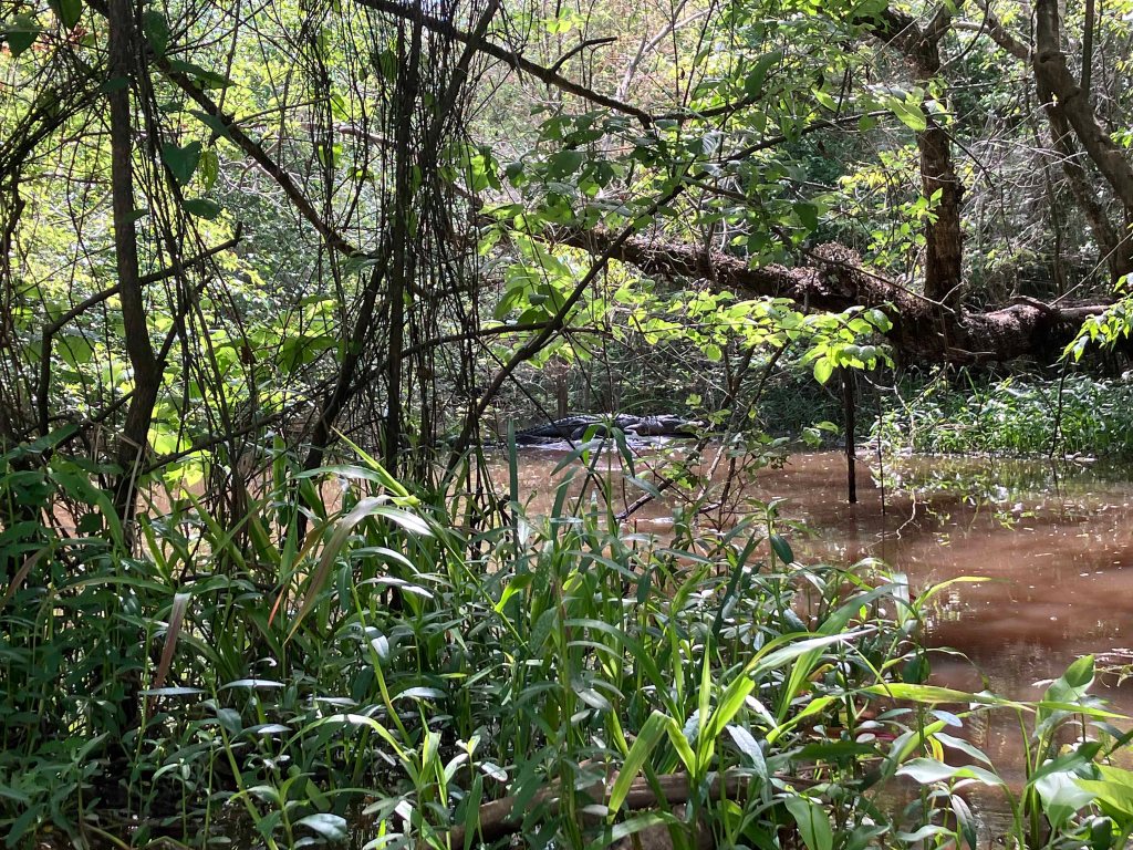 Kayak Paddle Scenery Picture Indian Bayou Atchafalaya Basin B