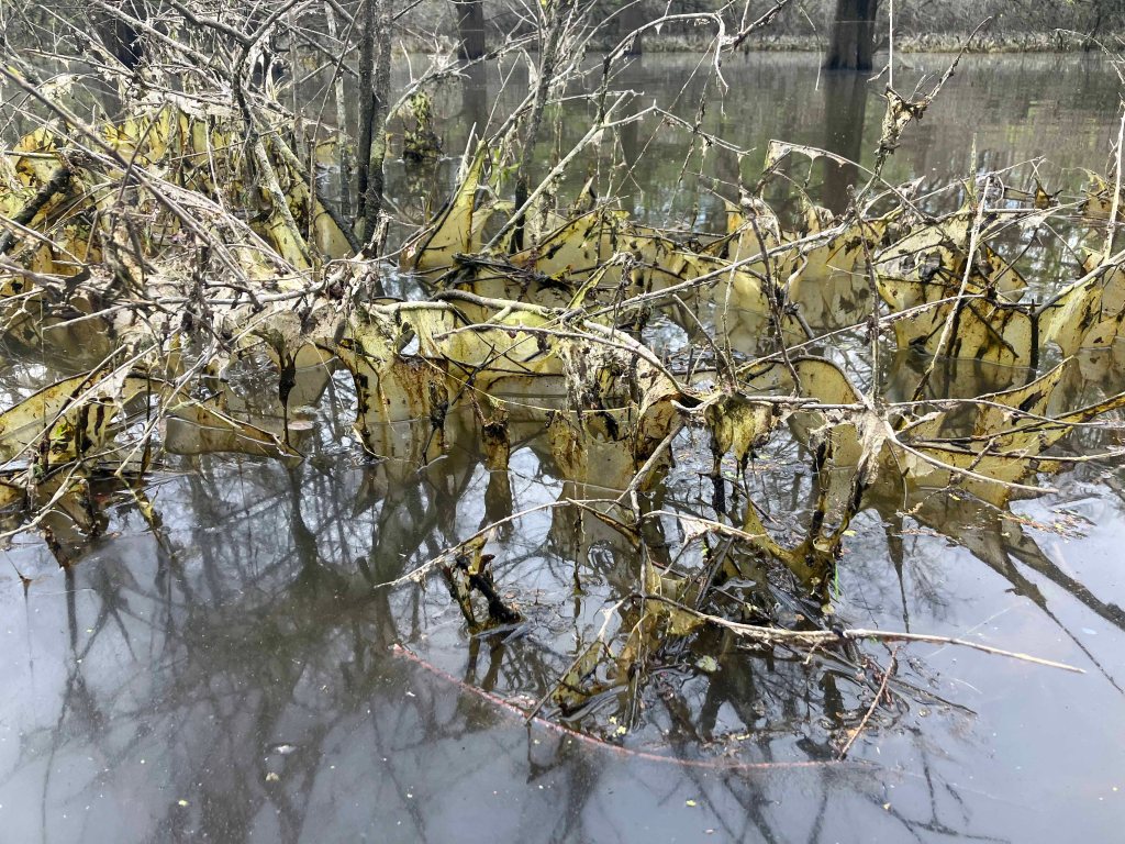 Scenery Paddle Kayak Felsenthal NWR Arkansas