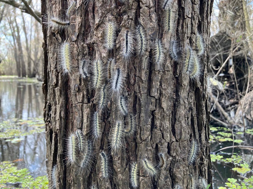 Kayak Paddle Scenery Picture Indian Bayou Atchafalaya Basin A