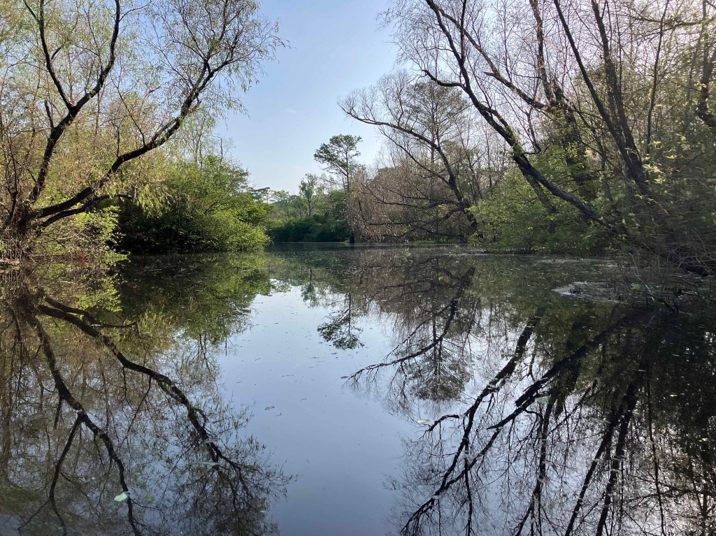Kayak Paddle Scenery Picture Indian Bayou Atchafalaya Basin B