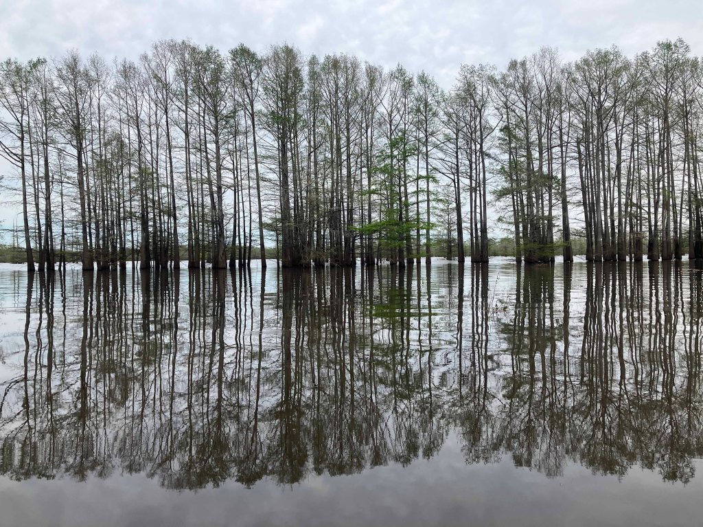 Scenery Paddle Kayak Felsenthal NWR Arkansas