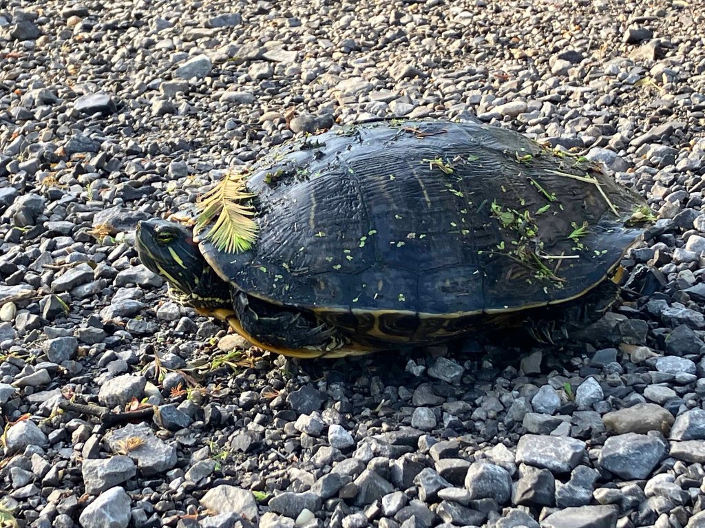 Kayak Paddle Scenery Picture Indian Bayou Atchafalaya Basin A