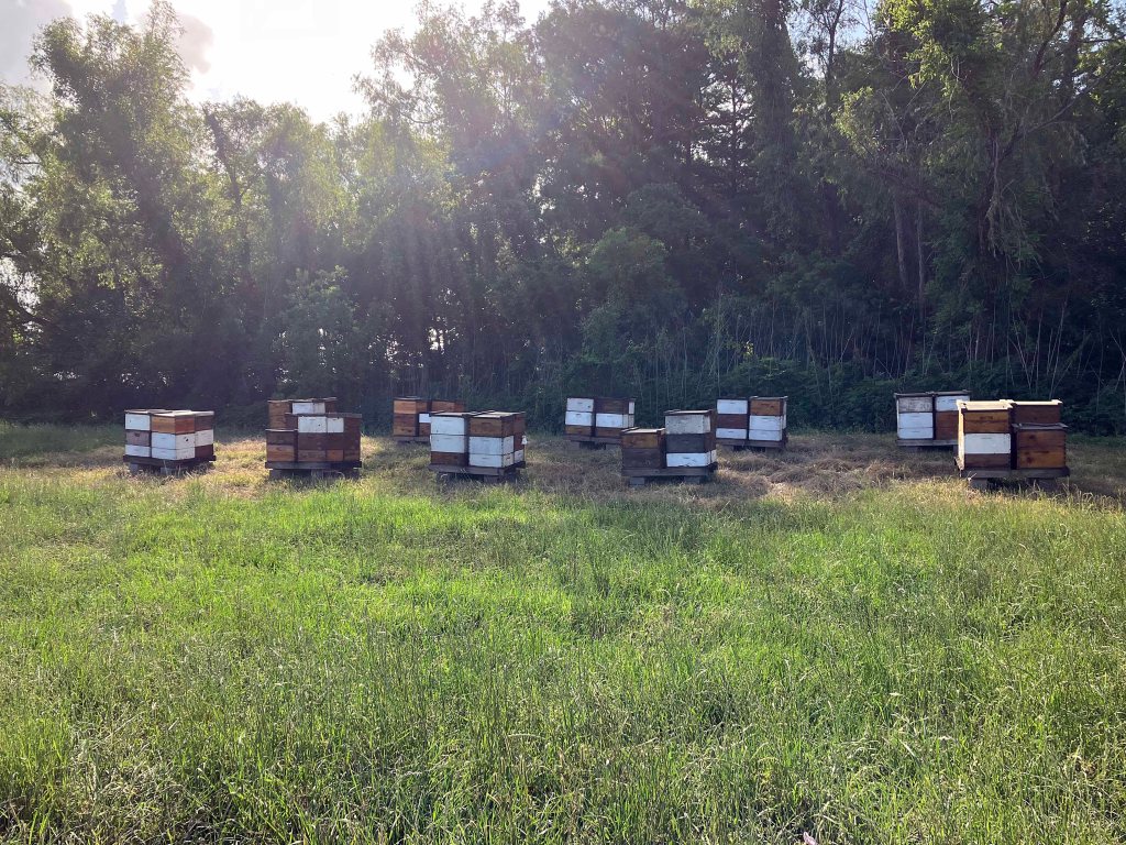 Kayak Paddle Scenery Picture Indian Bayou Atchafalaya Basin B