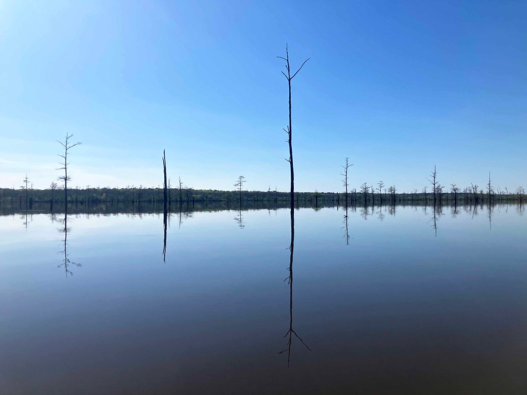 Scenery Paddle Kayak Felsenthal NWR Arkansas