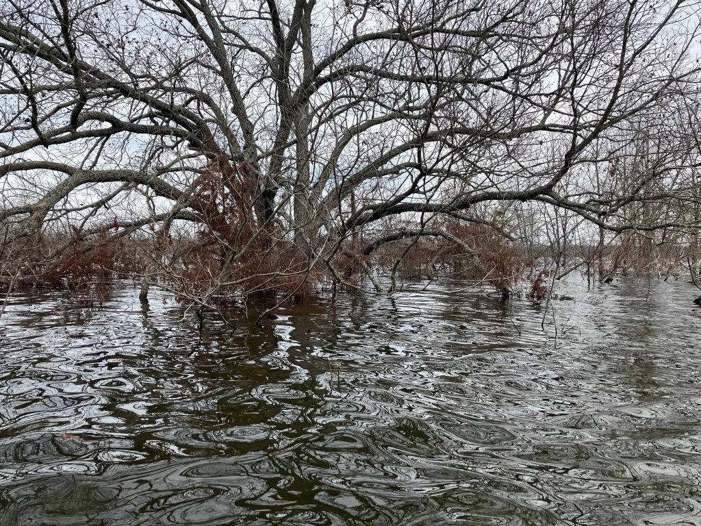 Scenery Kayak Paddle Bois d'Arc Lake, 897 Launch