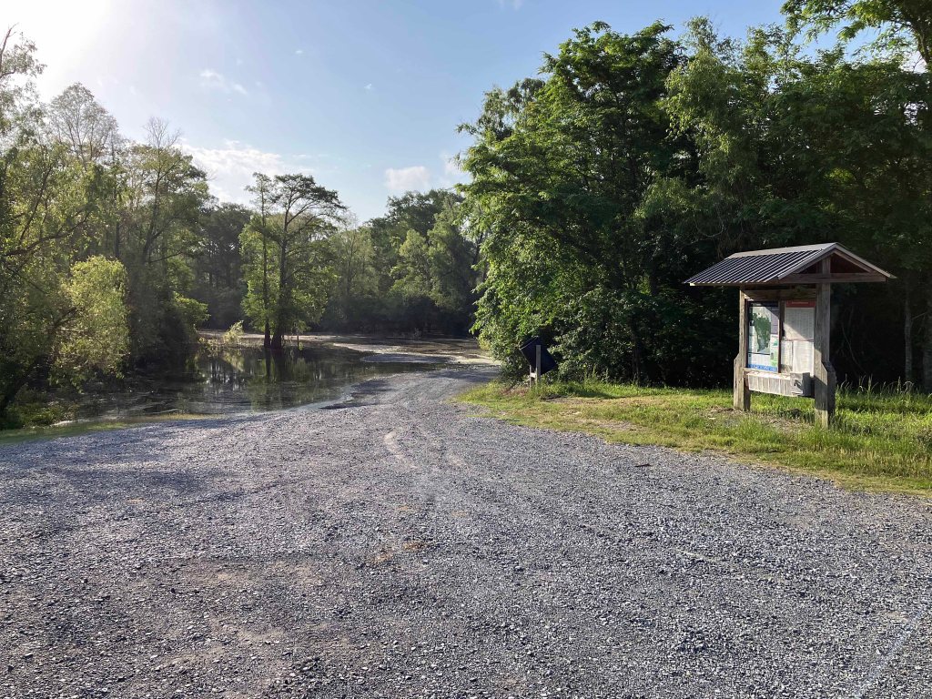 Kayak Paddle Scenery Picture Indian Bayou Atchafalaya Basin A