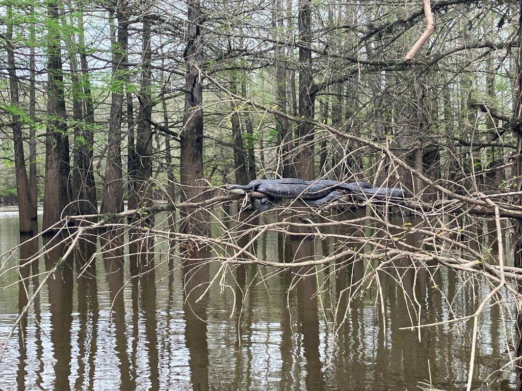 Scenery Snake Paddle Kayak Felsenthal NWR Arkansas