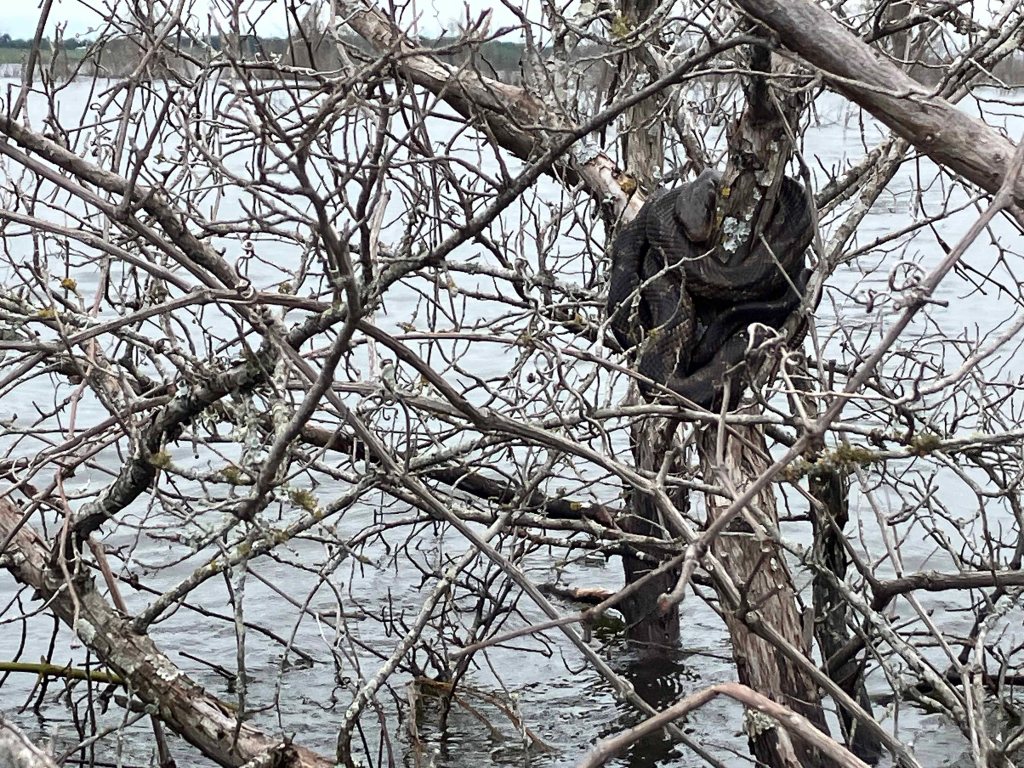 Scenery Kayak Paddle Bois d'Arc Lake, 897 Launch