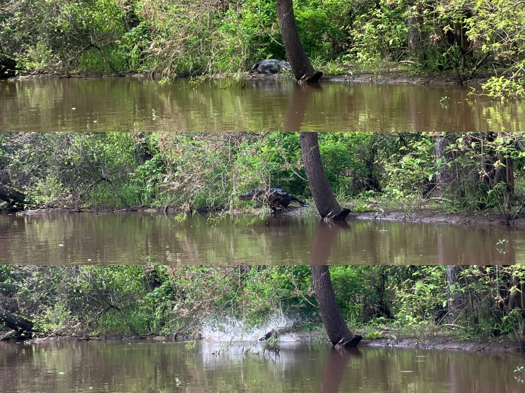 Kayak Paddle Scenery Picture Indian Bayou Atchafalaya Basin B