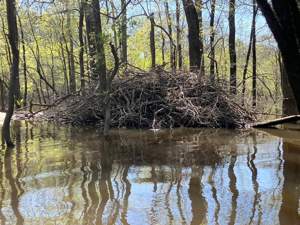 Scenery Paddle Kayak Felsenthal NWR Arkansas