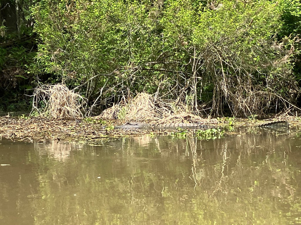 Kayak Paddle Scenery Lake Fausse Point Louisiana