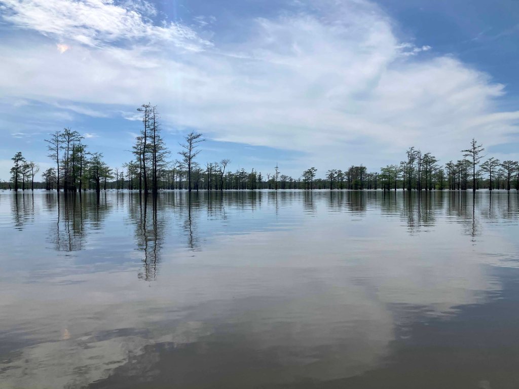 Scenery Paddle Kayak Felsenthal NWR Arkansas