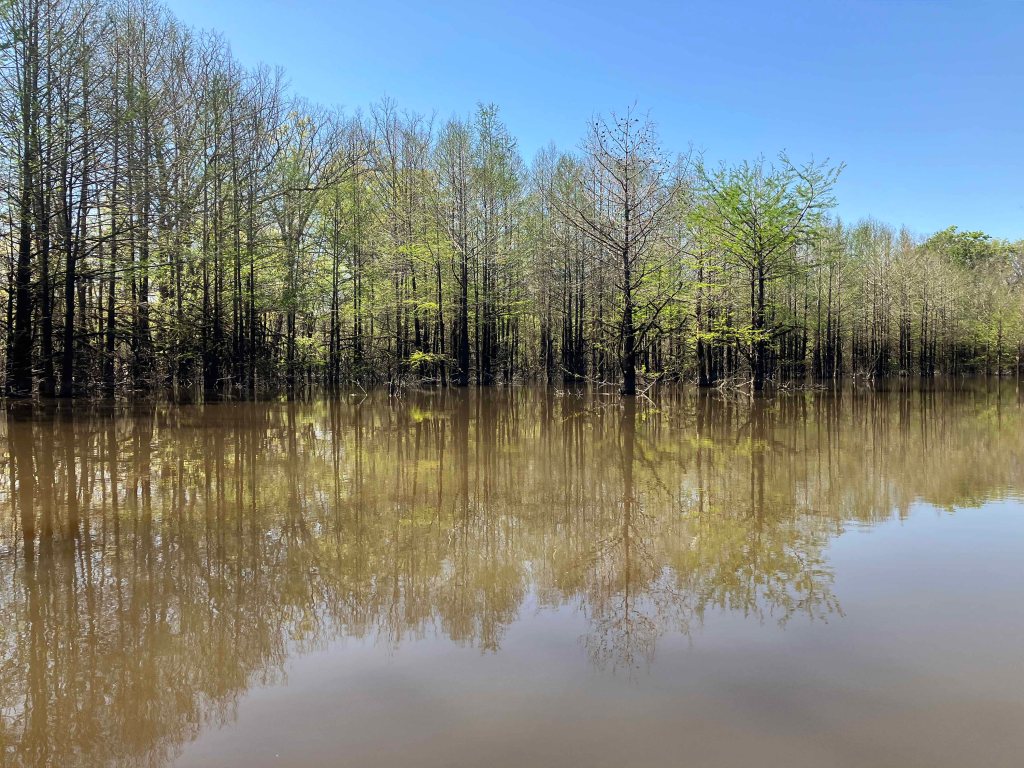 Scenery Paddle Kayak Felsenthal NWR Arkansas