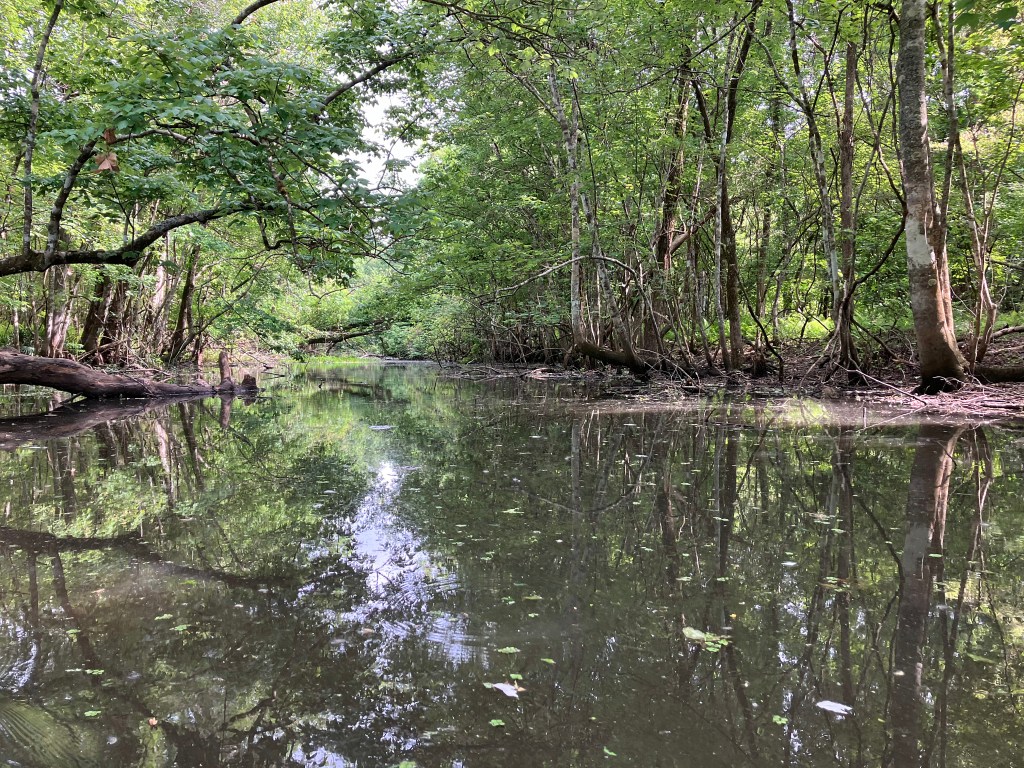 Kayak Paddle Scenery Lake Fausse Point Louisiana