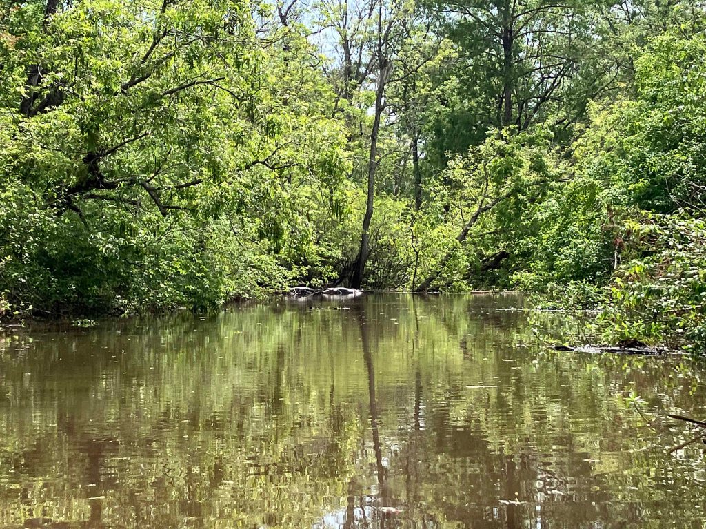 Kayak Paddle Scenery Picture Indian Bayou Atchafalaya Basin B