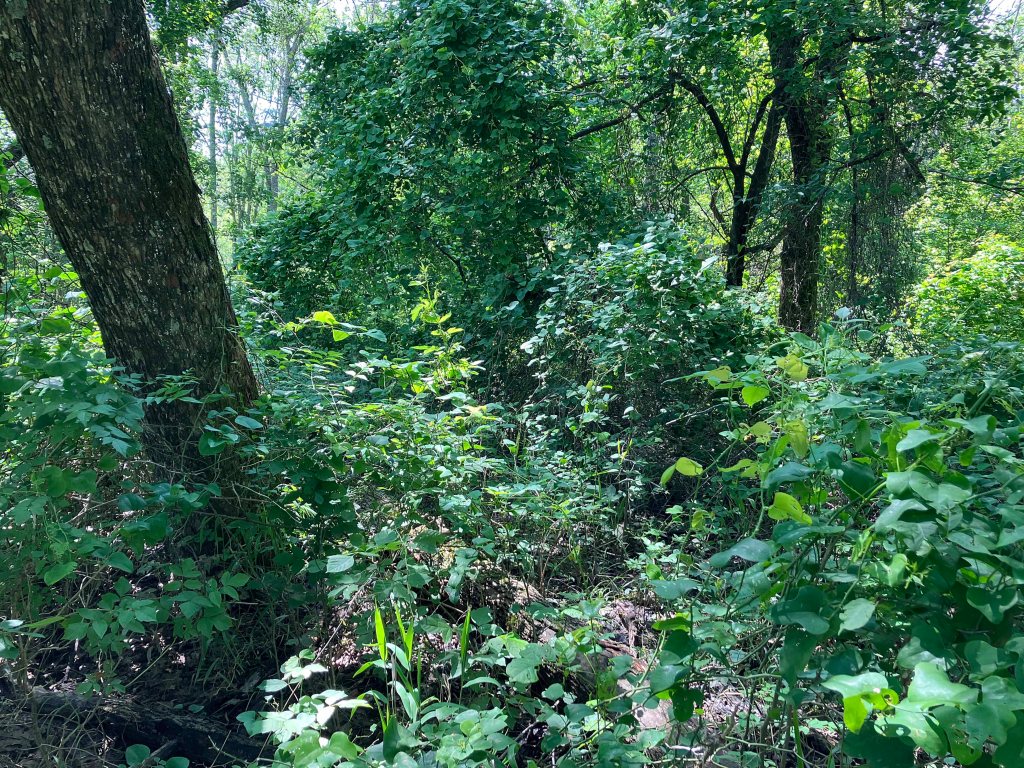 Kayak Paddle Scenery Picture Atoka Lake, North Boggy, OK www.SawdustRiver.com