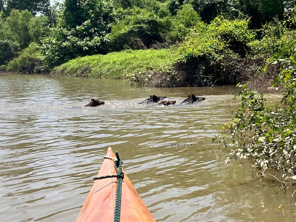 Kayak Paddle Scenery Picture Hugo Lake WMA Kiamichi River Oklahoma www.SawdustRiver.com