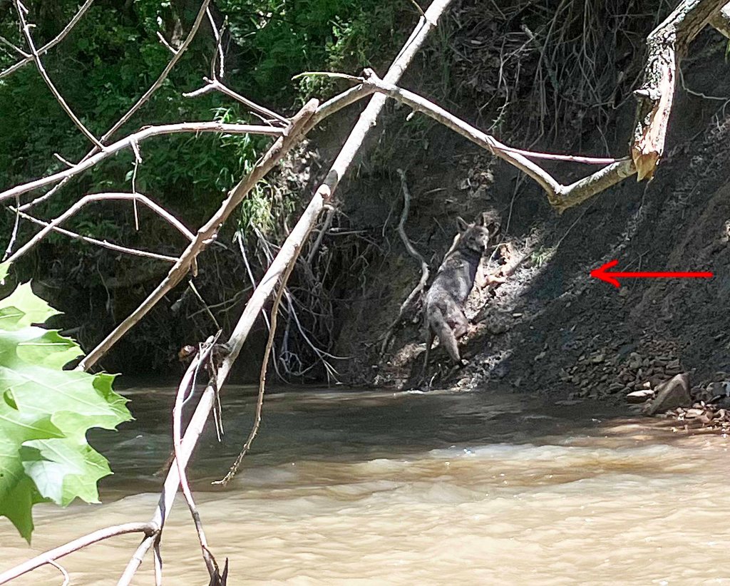 Kayak Paddle Scenery Picture Atoka Reservoir, North Boggy, OK