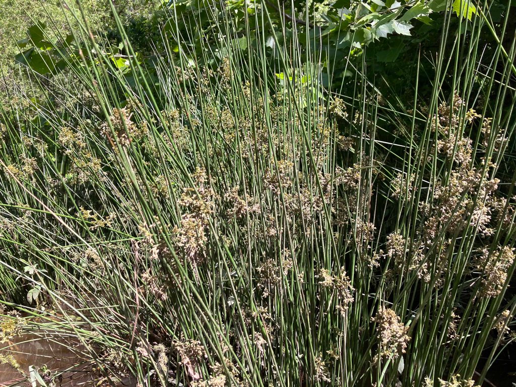 Kayak Paddle Scenery Picture Atoka Lake, North Boggy, OK www.SawdustRiver.com