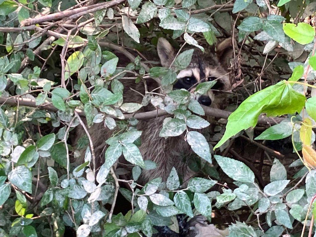 Kayak Paddle Scenery Picture Hugo Lake WMA Kiamichi River Oklahoma www.SawdustRiver.com