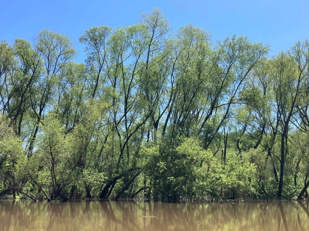 Kayak Paddle Scenery Picture Atoka Reservoir, North Boggy, OK