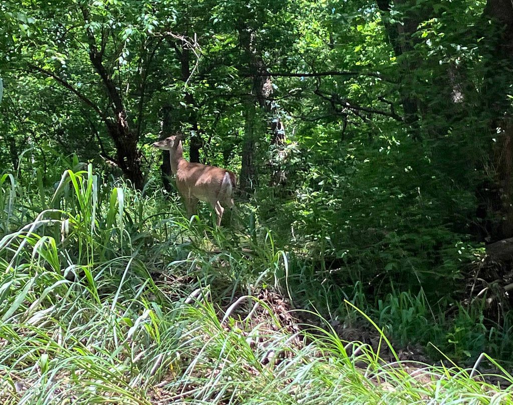 Kayak Paddle Scenery Picture Atoka Reservoir, North Boggy, OK