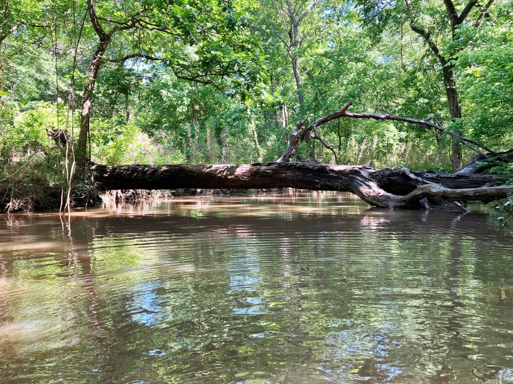 Kayak Paddle Scenery Picture Atoka Reservoir, North Boggy, OK