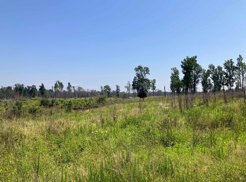 Kayak Paddle Scenery Picture Hugo Lake WMA Kiamichi River Oklahoma www.SawdustRiver.com