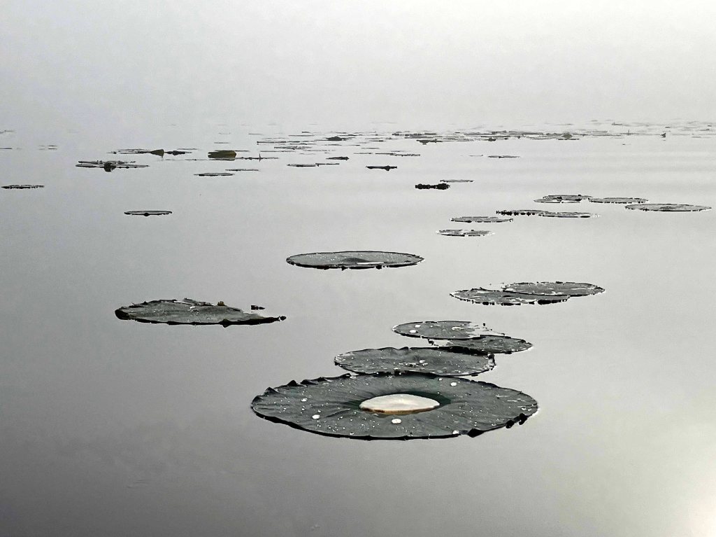 Kayak Paddle Scenery Picture Little River, Millwood Lake, B Arkansas www.SawdustRiver.com