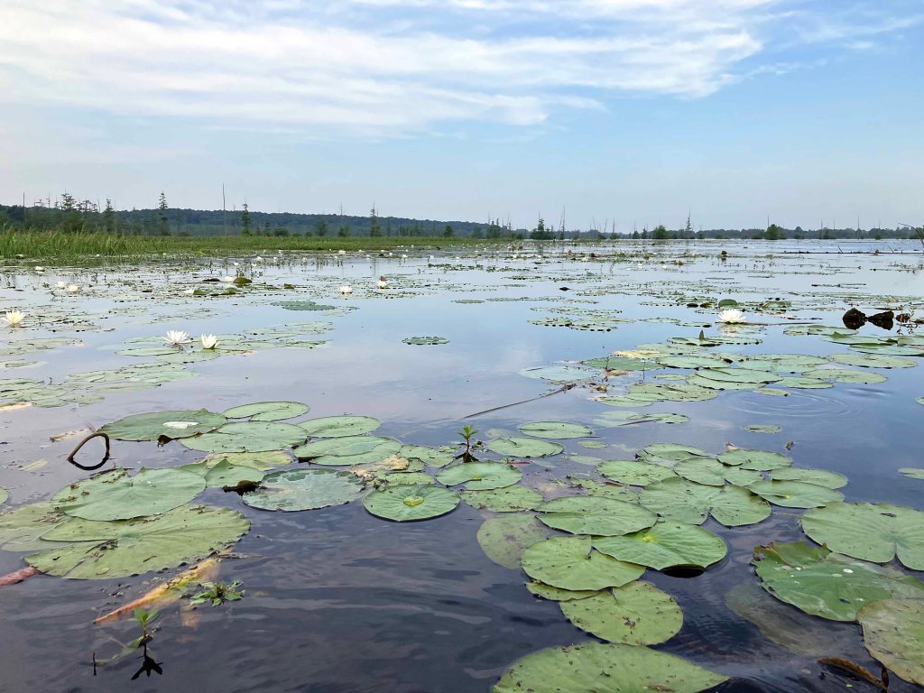Kayak Paddle Scenery Picture Little River, Millwood Lake, A Arkansas www.SawdustRiver.com