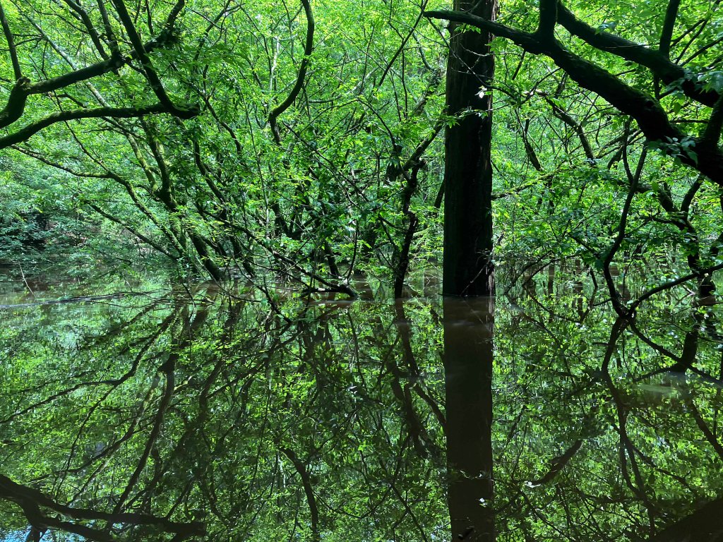 Kayak Paddle Scenery Picture Pond Creek, Pond Creek NWR, Arkansas www.SawdustRiver.com