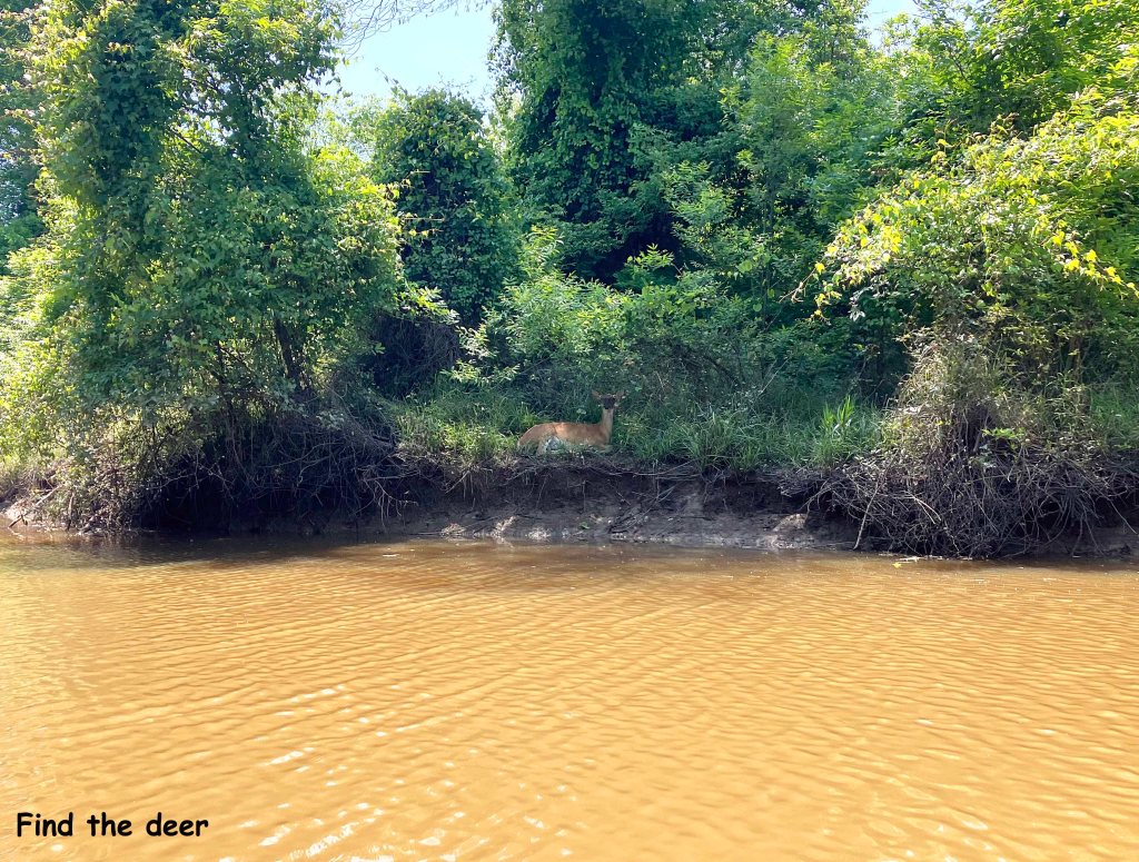 Kayak Paddle Scenery Picture Hugo WMA, Kiamichi River, Rattan Landing, OK C www.SawdustRiver.com