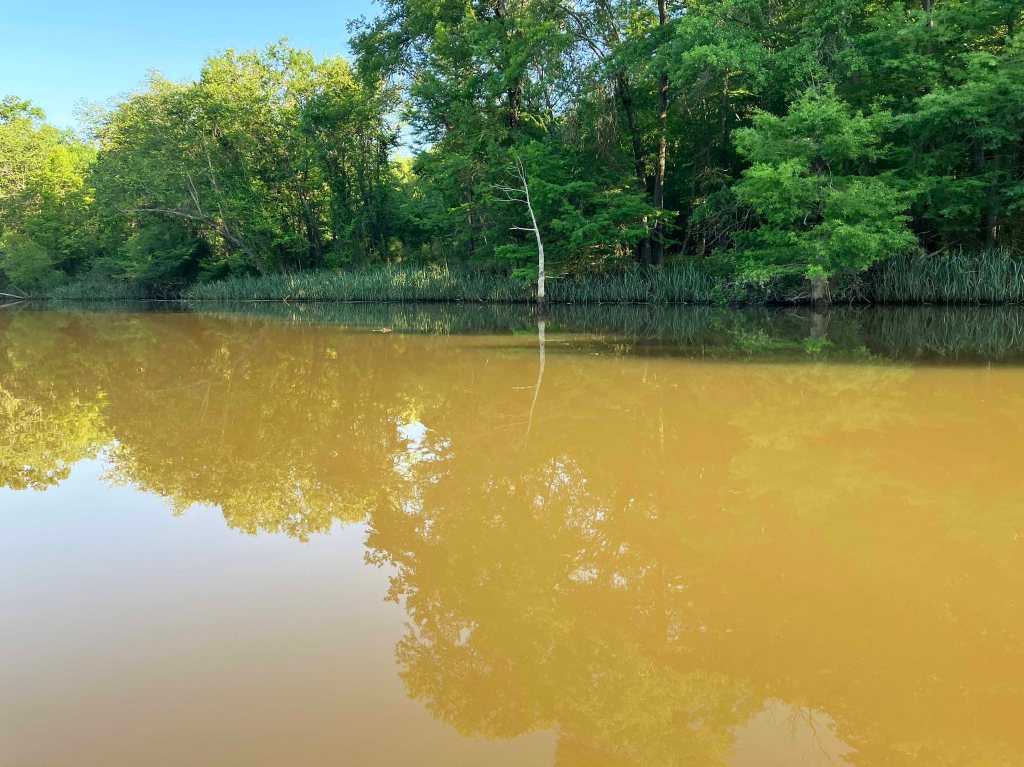 Kayak Paddle Scenery Picture Cossatot River, LIttle River, Pond Creek NWR, Arkansas www.SawdustRiver.com