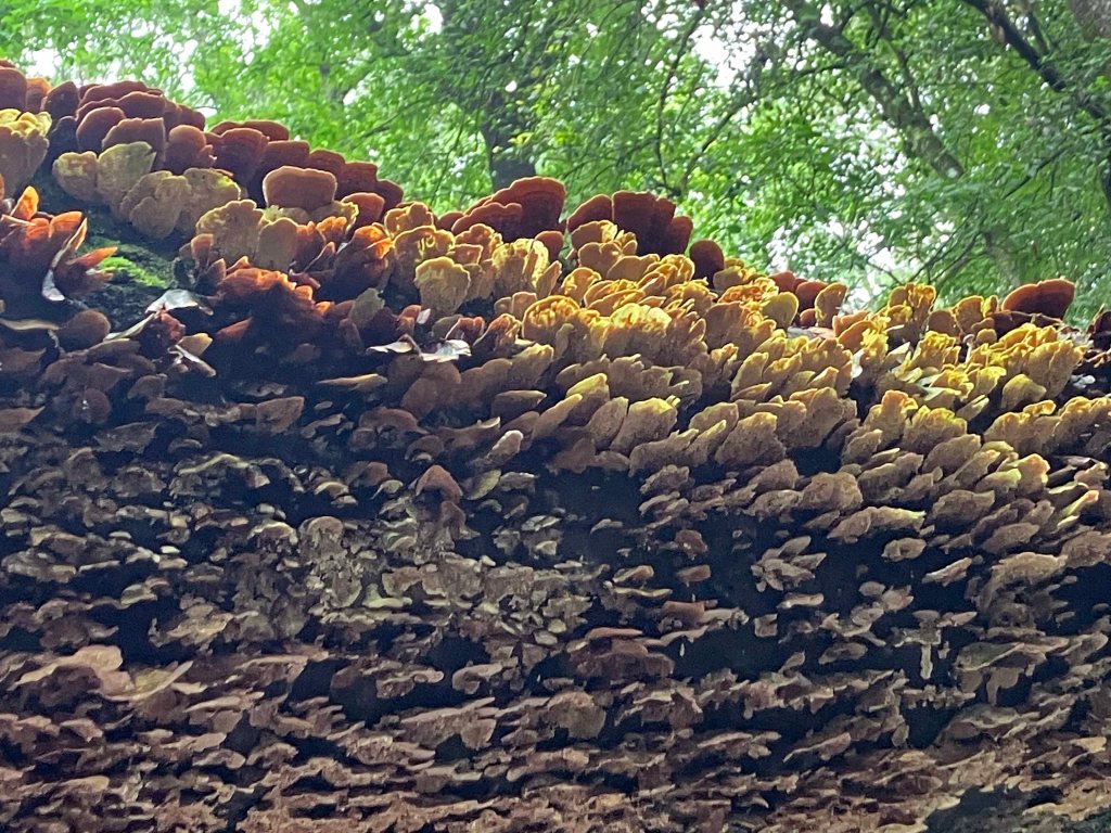 Kayak Paddle Scenery Picture Pond Creek, Pond Creek NWR, Arkansas www.SawdustRiver.com