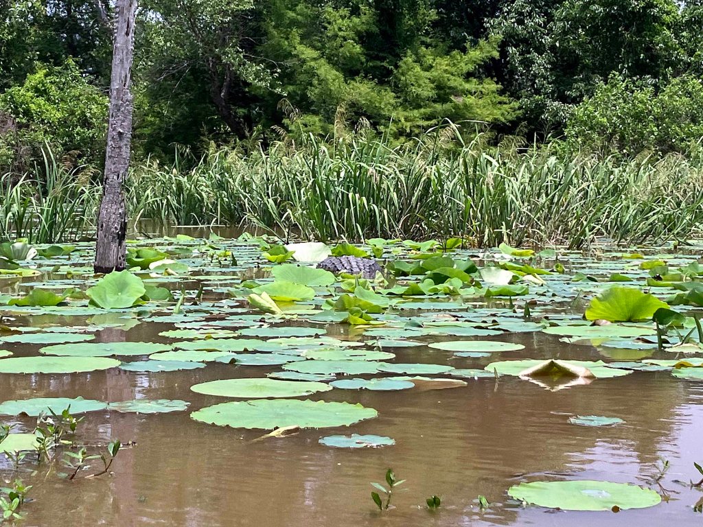 Kayak Paddle Scenery Picture Little River, Millwood Lake, A Arkansas www.SawdustRiver.com