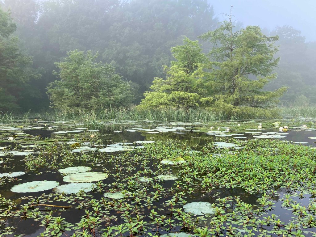 Kayak Paddle Scenery Picture Little River, Millwood Lake, B Arkansas www.SawdustRiver.com
